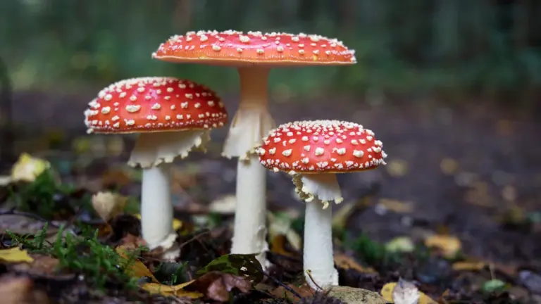 Grzybobranie w sierpniu: tych okazów nie wkładaj do koszyka