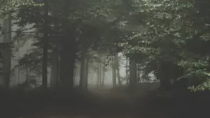 Mglista ścieżka prowadząca w głąb ciemnego lasu, symbolizująca życiową niepewność i poszukiwanie drogi.