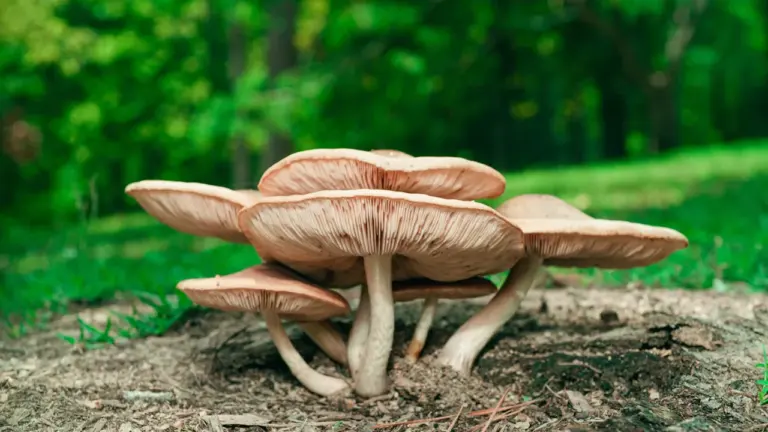 Grzybobranie 12–13 września: zasady bezpiecznego wyjścia